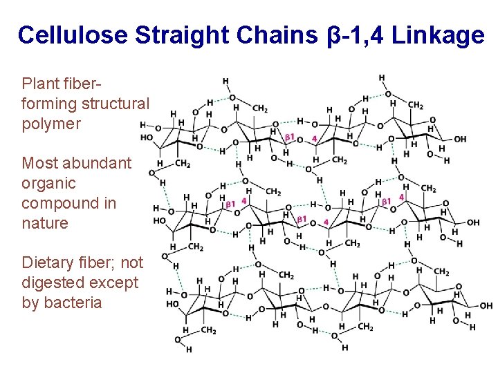 Cellulose Straight Chains β-1, 4 Linkage Plant fiberforming structural polymer Most abundant organic compound
