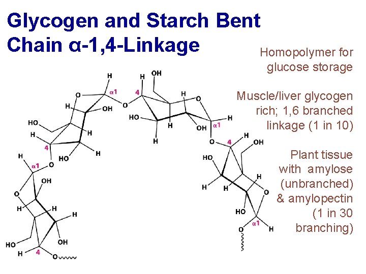 Glycogen and Starch Bent Chain α-1, 4 -Linkage Homopolymer for glucose storage Muscle/liver glycogen