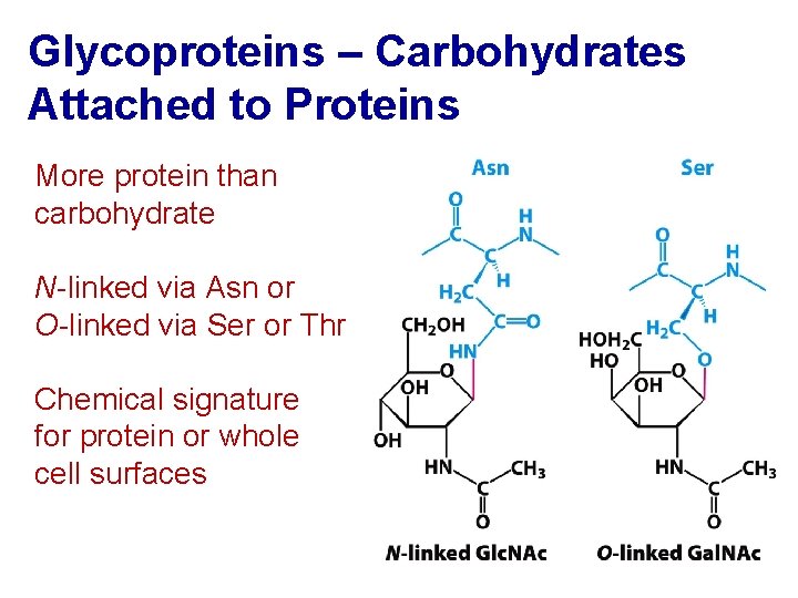 Glycoproteins – Carbohydrates Attached to Proteins More protein than carbohydrate N-linked via Asn or