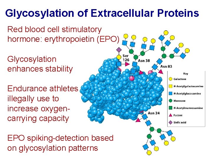 Glycosylation of Extracellular Proteins Red blood cell stimulatory hormone: erythropoietin (EPO) Glycosylation enhances stability