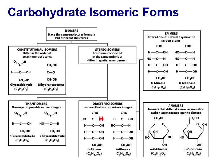 Carbohydrate Isomeric Forms H 