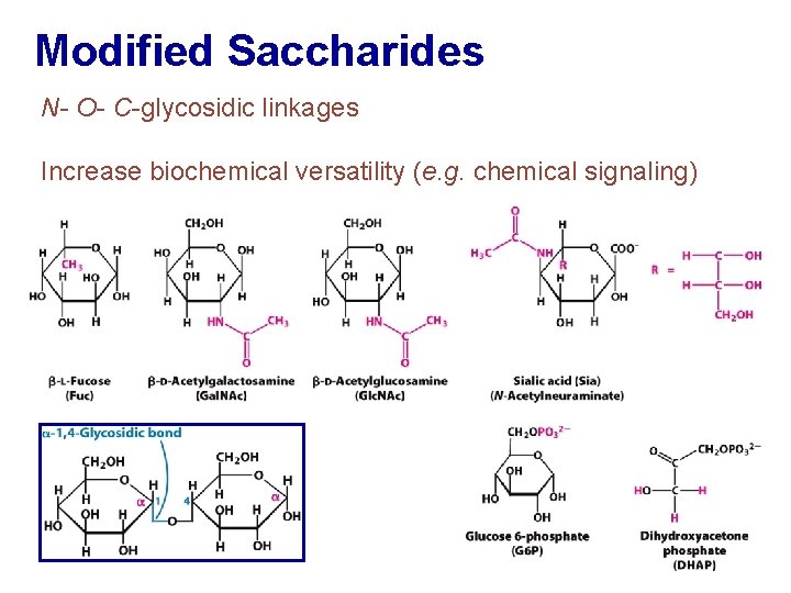 Modified Saccharides N- O- C-glycosidic linkages Increase biochemical versatility (e. g. chemical signaling) 