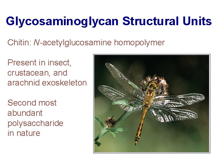 Glycosaminoglycan Structural Units Chitin: N-acetylglucosamine homopolymer Present in insect, crustacean, and arachnid exoskeleton Second