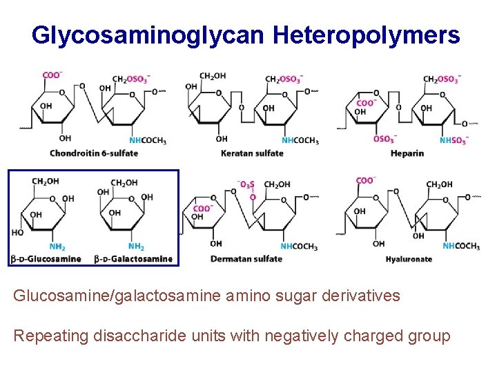 Glycosaminoglycan Heteropolymers Glucosamine/galactosamine amino sugar derivatives Repeating disaccharide units with negatively charged group 