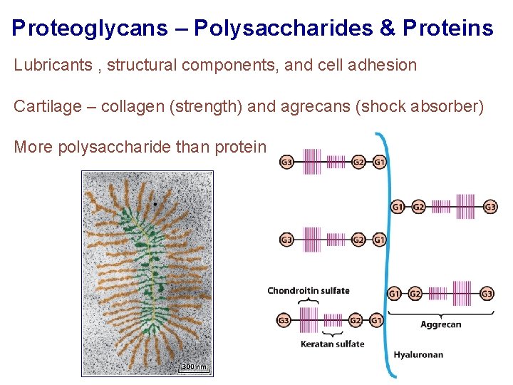 Proteoglycans – Polysaccharides & Proteins Lubricants , structural components, and cell adhesion Cartilage –