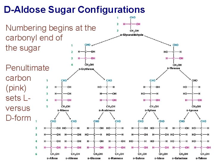 D-Aldose Sugar Configurations Numbering begins at the carbonyl end of the sugar Penultimate carbon