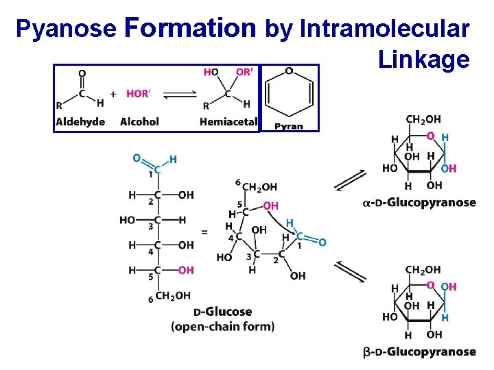 Pyanose Formation by Intramolecular Linkage 