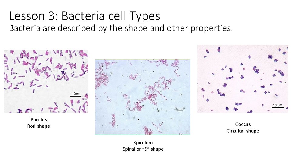 Lesson 3: Bacteria cell Types Bacteria are described by the shape and other properties.