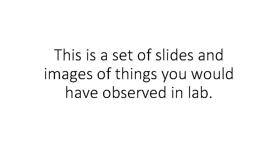 This is a set of slides and images of things you would have observed