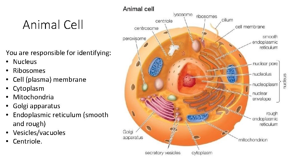 Animal Cell You are responsible for identifying: • Nucleus • Ribosomes • Cell (plasma)