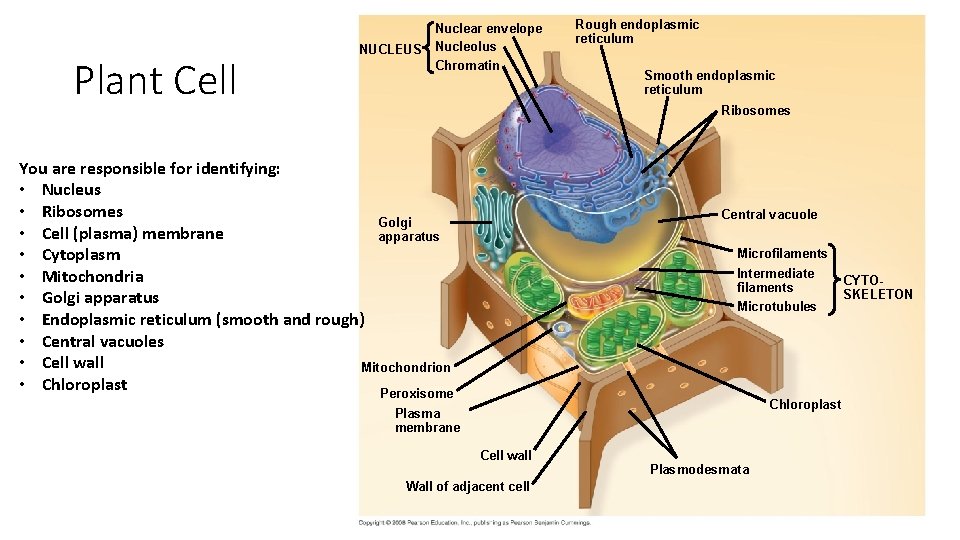 Plant Cell NUCLEUS Nuclear envelope Nucleolus Chromatin Rough endoplasmic reticulum Smooth endoplasmic reticulum Ribosomes