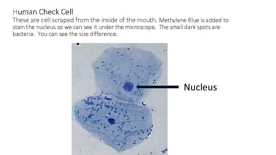 Human Check Cell These are cell scraped from the inside of the mouth. Methylene