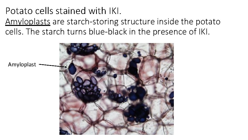 Potato cells stained with IKI. Amyloplasts are starch-storing structure inside the potato cells. The