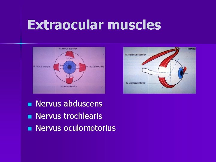Extraocular muscles n n n Nervus abduscens Nervus trochlearis Nervus oculomotorius 