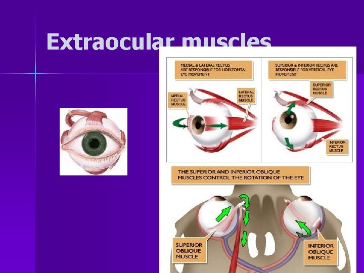 Extraocular muscles 