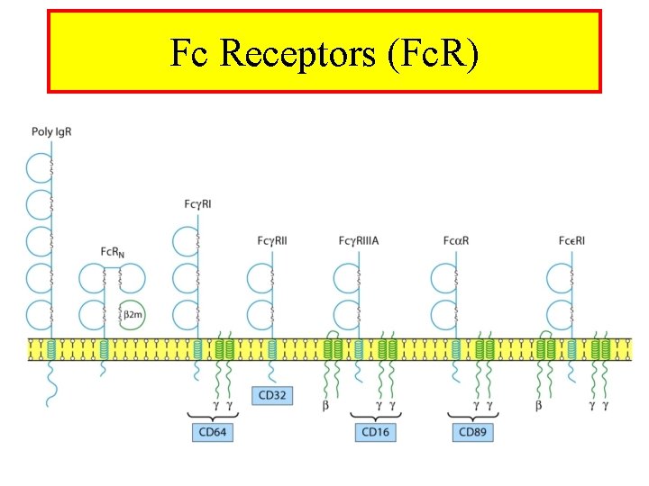 Fc Receptors (Fc. R) 