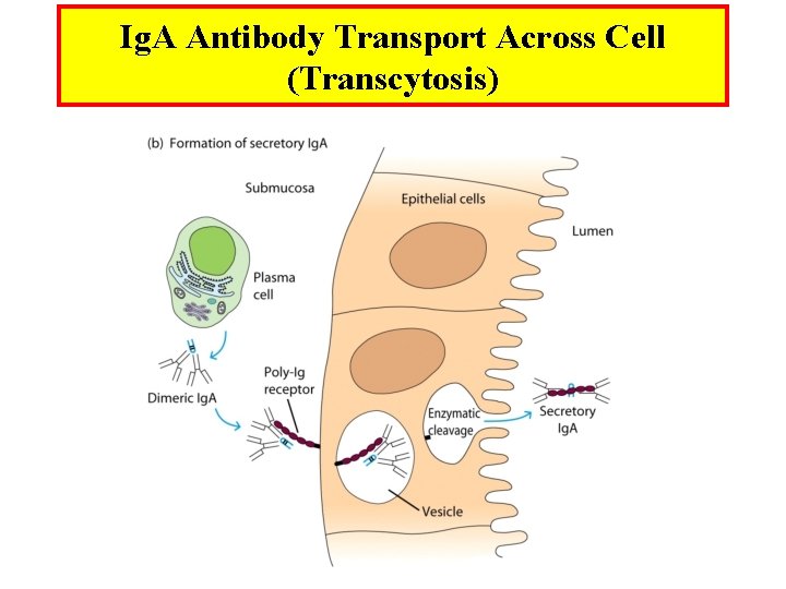 Ig. A Antibody Transport Across Cell (Transcytosis) 