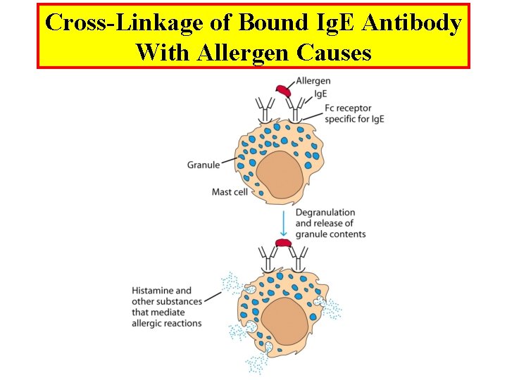 Cross-Linkage of Bound Ig. E Antibody With Allergen Causes 