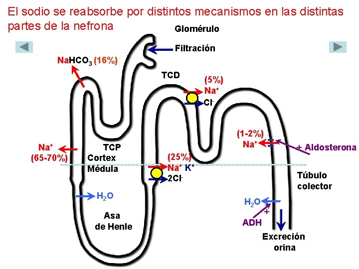 El sodio se reabsorbe por distintos mecanismos en las distintas partes de la nefrona