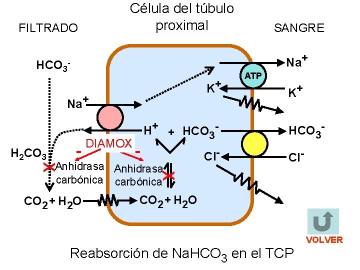 Célula del túbulo proximal FILTRADO HCO 3 Na+ - K+ Na+ H 2 CO