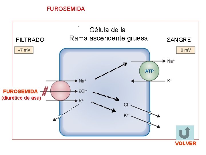 FUROSEMIDA FILTRADO Célula de la Rama ascendente gruesa SANGRE FUROSEMIDA (diurético de asa) VOLVER