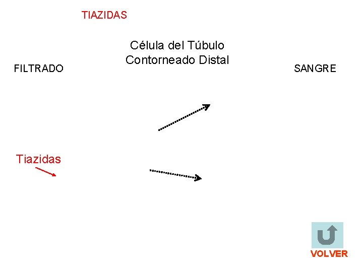 TIAZIDAS FILTRADO Célula del Túbulo Contorneado Distal SANGRE Tiazidas VOLVER 