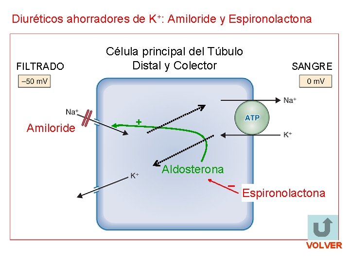 Diuréticos ahorradores de K+: Amiloride y Espironolactona FILTRADO Amiloride Célula principal del Túbulo Distal