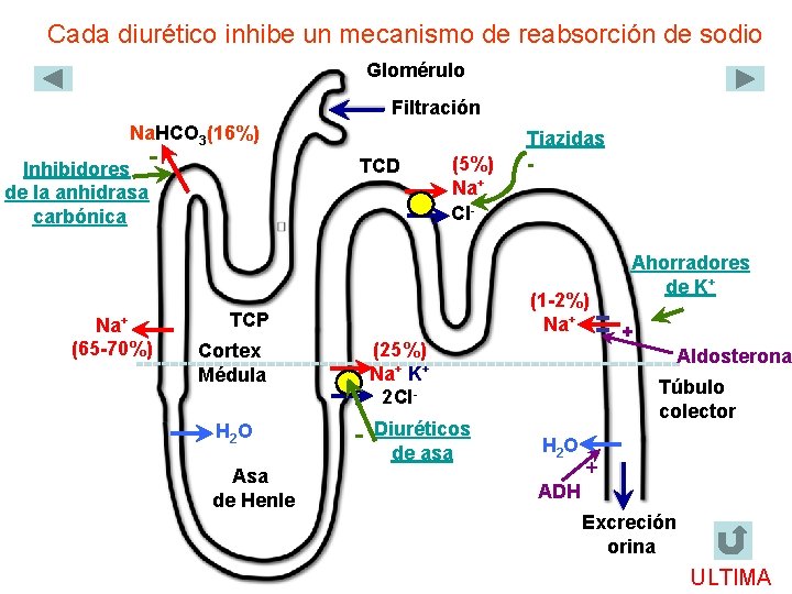 Cada diurético inhibe un mecanismo de reabsorción de sodio Glomérulo Filtración Na. HCO 3(16%)