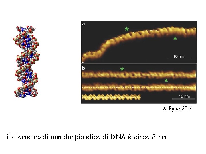 A. Pyne 2014 il diametro di una doppia elica di DNA è circa 2