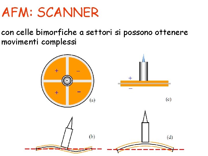 AFM: SCANNER con celle bimorfiche a settori si possono ottenere movimenti complessi 