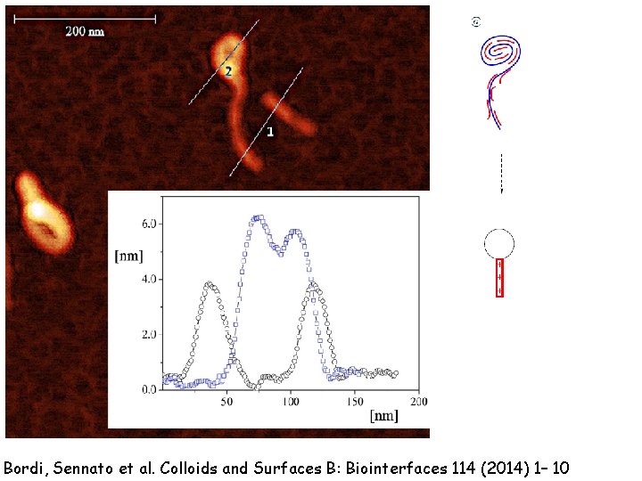 Bordi, Sennato et al. Colloids and Surfaces B: Biointerfaces 114 (2014) 1– 10 