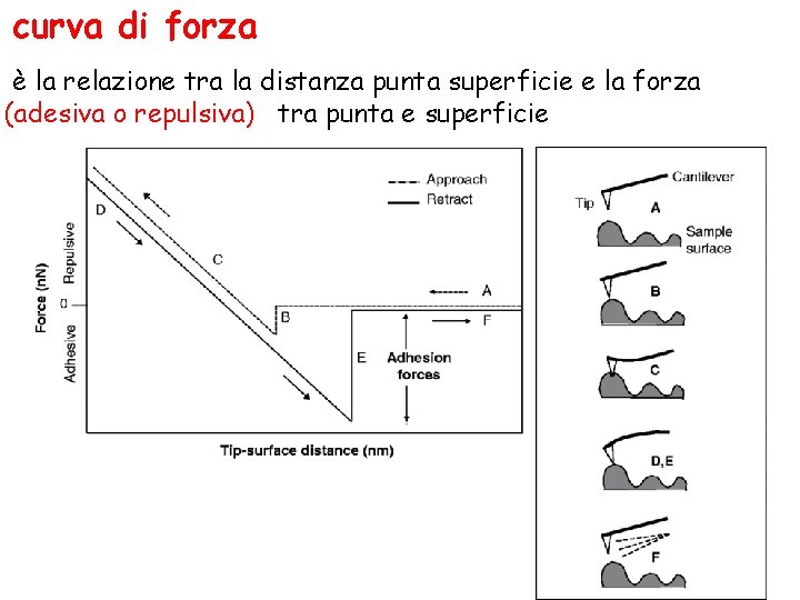 curva di forza è la relazione tra la distanza punta superficie e la forza