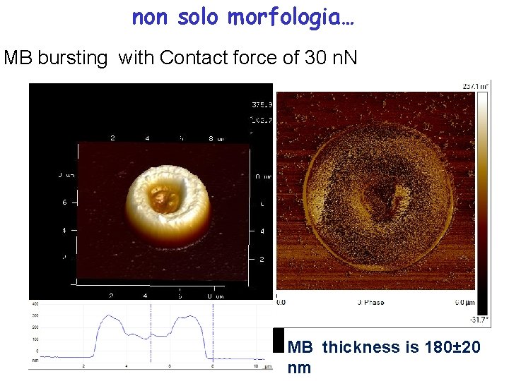 non solo morfologia… MB bursting with Contact force of 30 n. N MB thickness