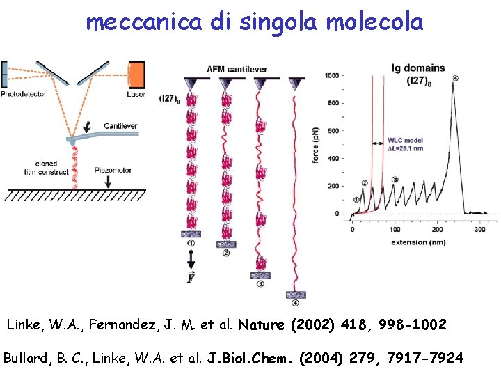 meccanica di singola molecola Linke, W. A. , Fernandez, J. M. et al. Nature