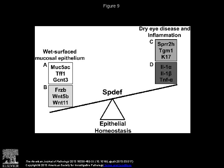 Figure 9 The American Journal of Pathology 2013 18335 -48 DOI: (10. 1016/j. ajpath.