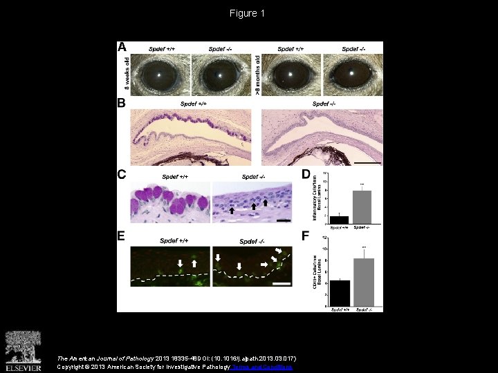 Figure 1 The American Journal of Pathology 2013 18335 -48 DOI: (10. 1016/j. ajpath.