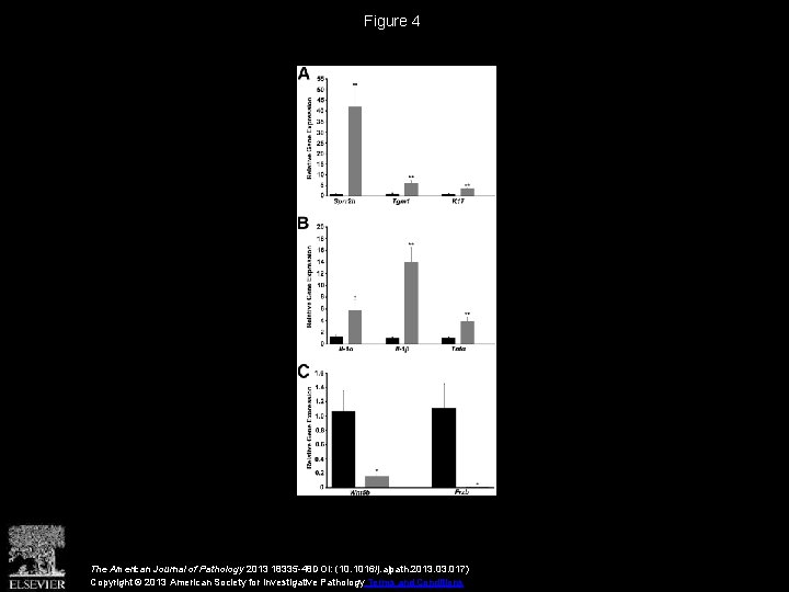 Figure 4 The American Journal of Pathology 2013 18335 -48 DOI: (10. 1016/j. ajpath.