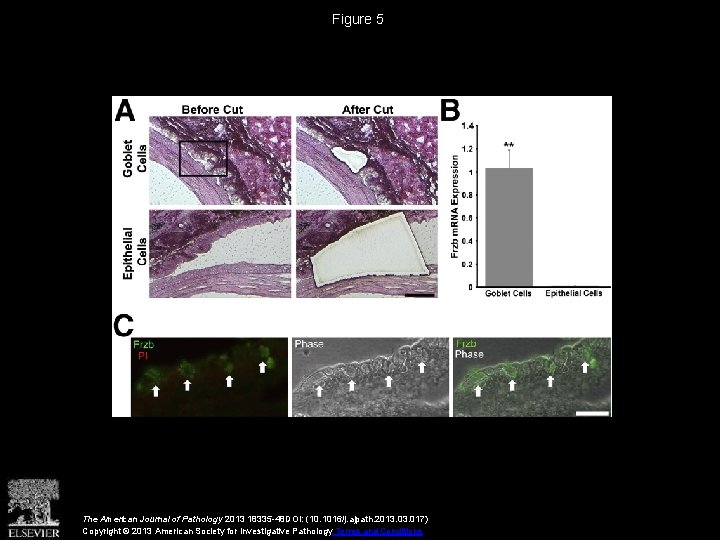 Figure 5 The American Journal of Pathology 2013 18335 -48 DOI: (10. 1016/j. ajpath.