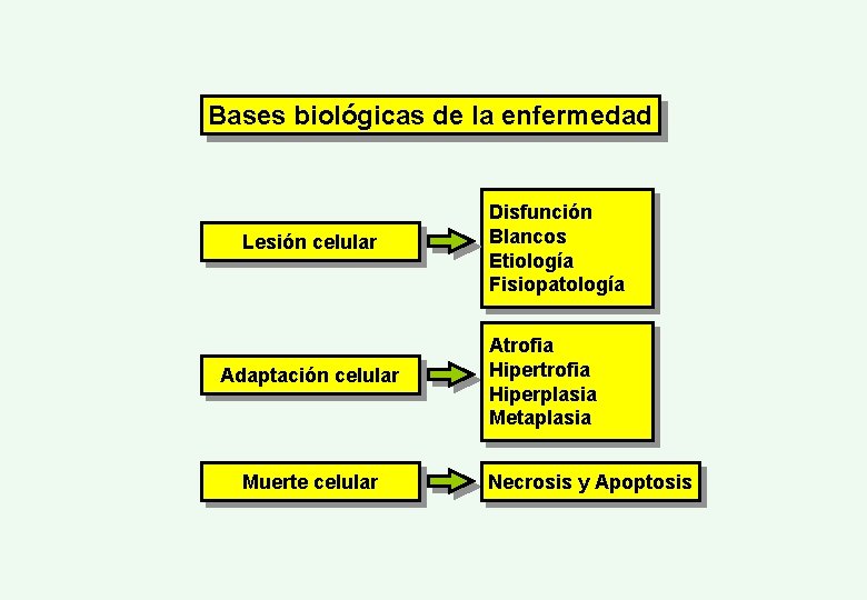 Bases biológicas de la enfermedad Lesión celular Adaptación celular Muerte celular Disfunción Blancos Etiología