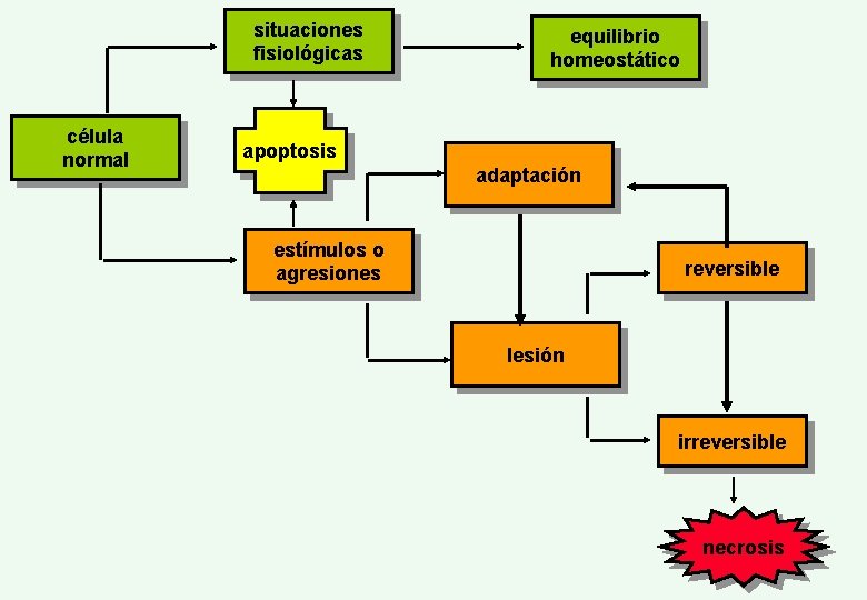 situaciones fisiológicas célula normal equilibrio homeostático apoptosis adaptación estímulos o agresiones reversible lesión irreversible