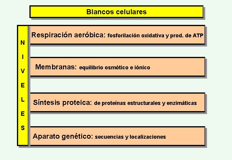 Blancos celulares Respiración aeróbica: fosforilación oxidativa y prod. de ATP N I V Membranas: