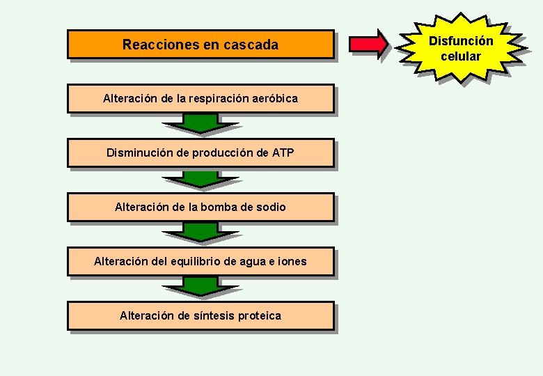 Reacciones en cascada Alteración de la respiración aeróbica Disminución de producción de ATP Alteración