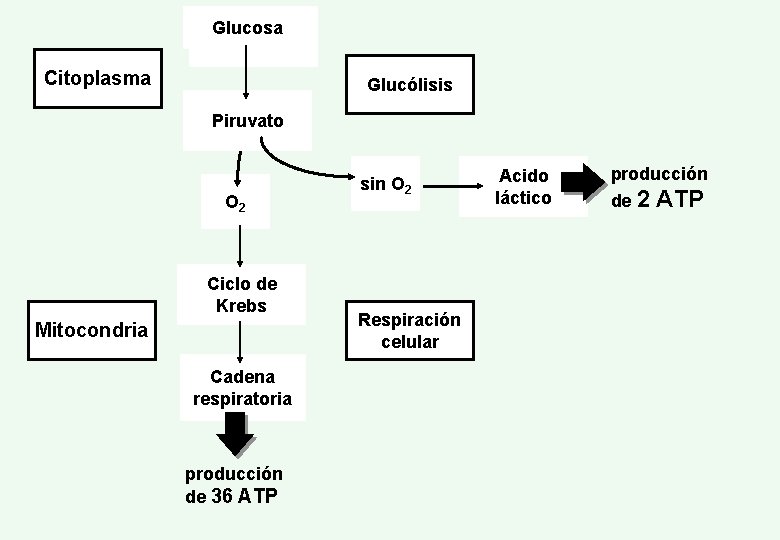 Glucosa Citoplasma Glucólisis Piruvato O 2 Ciclo de Krebs Mitocondria Cadena respiratoria producción de