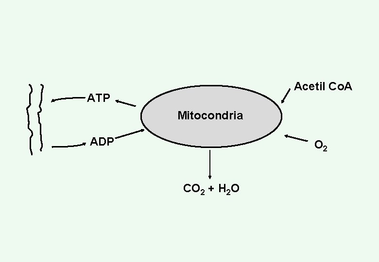 Acetil Co. A ATP Mitocondria ADP O 2 CO 2 + H 2 O