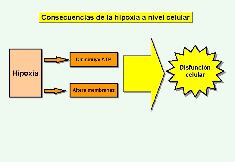 Consecuencias de la hipoxia a nivel celular Disminuye ATP Disfunción celular Hipoxia Altera membranas