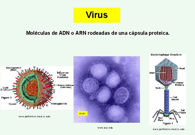 Virus Moléculas de ADN o ARN rodeadas de una cápsula proteica. www. pathmicro. med.