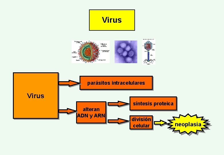 Virus parásitos intracelulares Virus síntesis proteica alteran ADN y ARN división celular neoplasia 