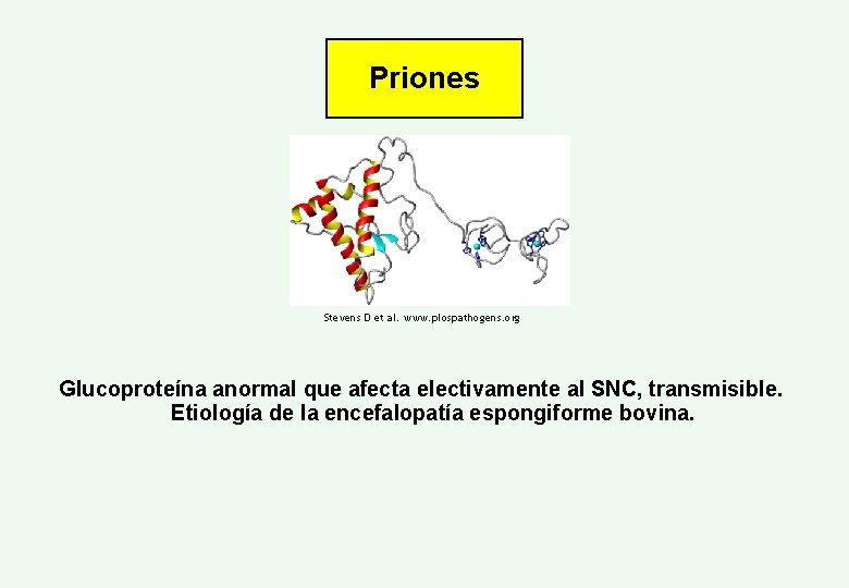 Priones Stevens D et al. www. plospathogens. org Glucoproteína anormal que afecta electivamente al
