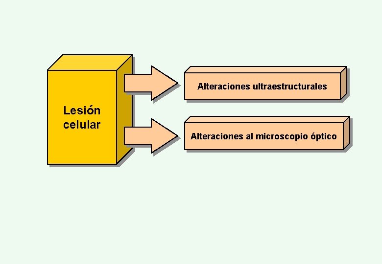 Alteraciones ultraestructurales Lesión celular Alteraciones al microscopio óptico 