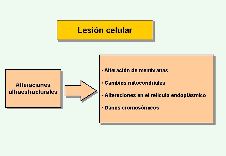 Lesión celular • Alteración de membranas Alteraciones ultraestructurales • Cambios mitocondriales • Alteraciones en
